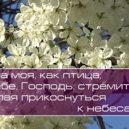 Христианское поклонение. Сборник №81 Христианское поклонение. Сборник №81