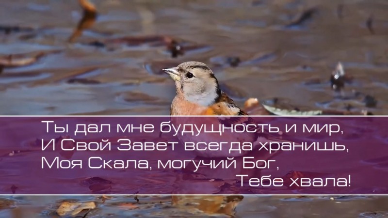 Христианское поклонение. Сборник № 95